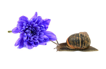 Image showing Closeup of a snail with stripy shell in front of a blue chrysant