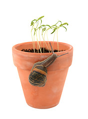 Image showing Garden snail climbing a terracotta flowerpot to attack young see