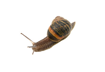 Image showing Closeup of a garden snail with tentacles extended