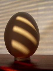 Image showing egg