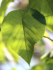 Image showing Texture of a green leaf