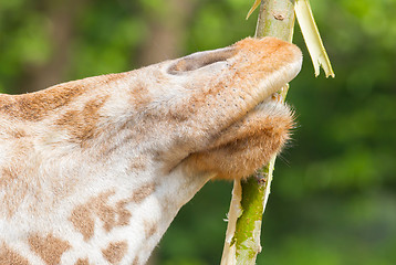 Image showing Giraffe eating