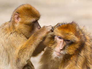 Image showing Two mature Barbary Macaque grooming