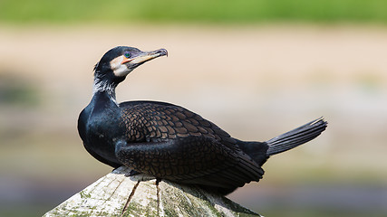 Image showing Cape Cormorant