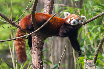 Image showing Red Panda, Firefox or Lesser Panda 