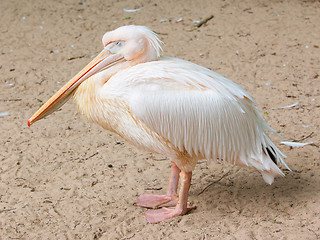 Image showing Adult pelican resting