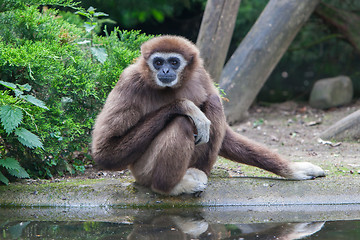 Image showing Lar Gibbon, or a white handed gibbon