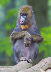 Image showing Portrait of the adult mandrill