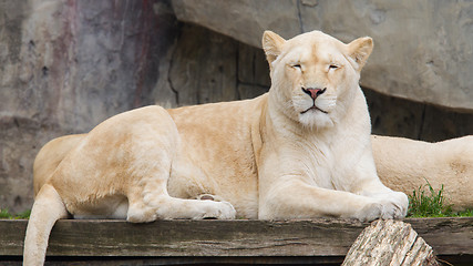 Image showing Female African white lion resting