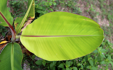 Image showing Texture of a green leaf