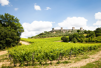 Image showing Wineyard in Tuscany