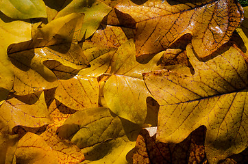 Image showing nice yellow wet tuliptree leaves background 