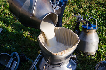 Image showing Milker pour filter fresh milk to can 