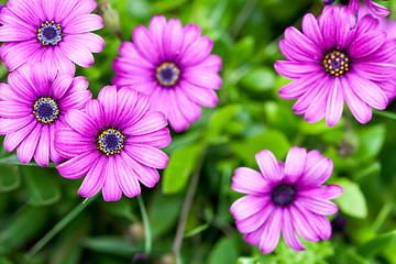 Image showing pink flowers in the garden 