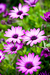 Image showing pink flowers in the garden 