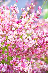 Image showing pink flowers in the garden