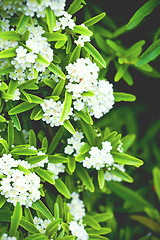 Image showing  brunch with white flowers