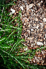 Image showing fresh rosemary herb 