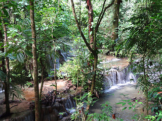Image showing jungle scenery