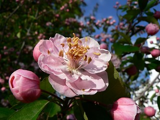 Image showing Pink Blossom