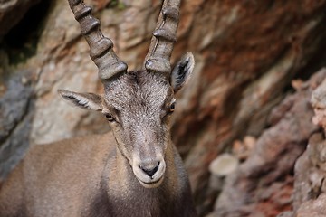 Image showing Alpine Ibex