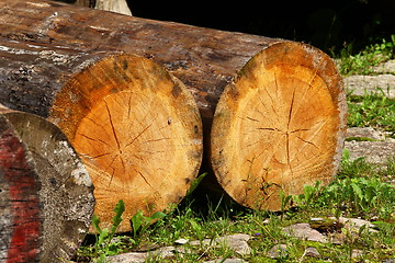 Image showing felled tree trunks