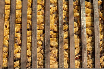 Image showing Large group of industrial corn