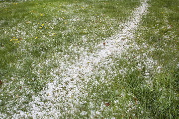 Image showing hailstones on a grass after storm 