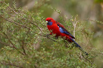 Image showing Parrot