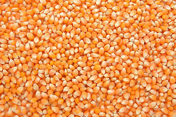 Image showing Popcorn maize background