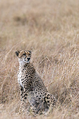 Image showing cheetah