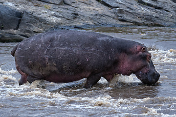 Image showing hippopotamus cross river