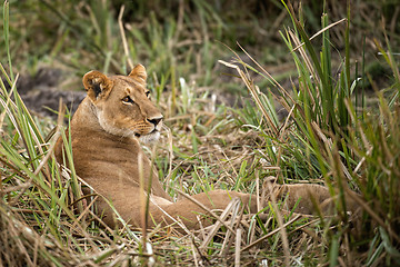 Image showing Lioness and cub