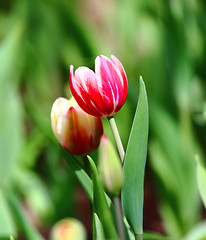 Image showing Red-white tulip and buds