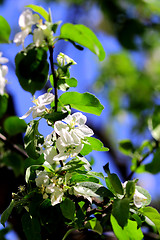 Image showing White flowers of apple tree