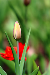 Image showing Orange tulip bud