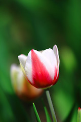 Image showing Red and white tulip