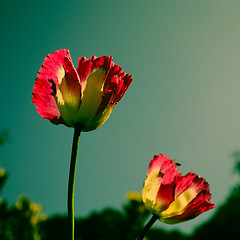 Image showing Pink opuim poppy flower with clear sky