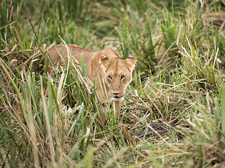 Image showing Lioness