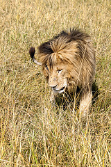 Image showing Lion