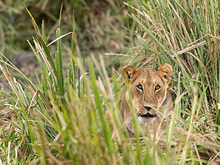 Image showing Lioness