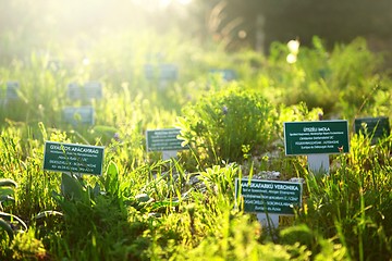 Image showing Beautiful plants with name tags