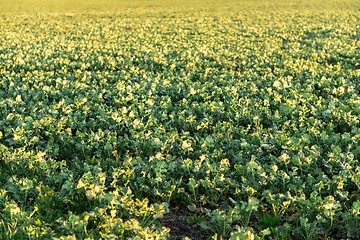 Image showing Fields are flowering in the summer