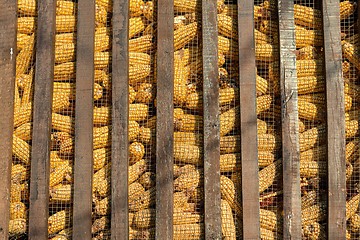 Image showing Large group of industrial corn