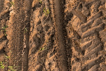 Image showing Closeup photo of some mud outdoors