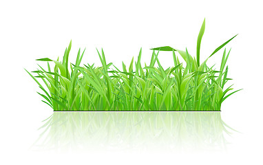Image showing Green grass with shadow on white background