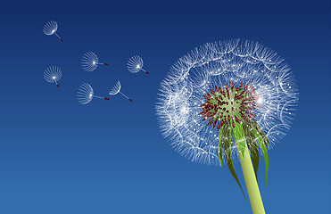 Image showing Dandelion seeds blown in the blue sky.