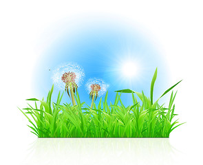 Image showing Green grass ith dandelion on white background