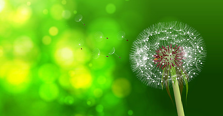 Image showing Dandelion on blurred green bokeh background.