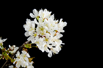 Image showing Cherry Blossom Branch